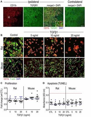 Comparing Effects of Transforming Growth Factor β1 on Microglia From Rat and Mouse: Transcriptional Profiles and Potassium Channels